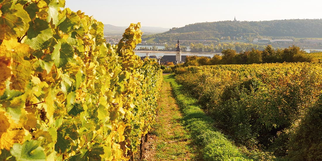 Autumnal vineyards in Rudesheim, Germany
